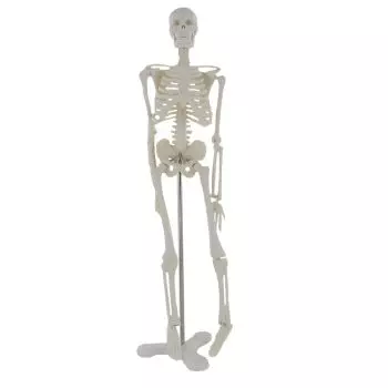 Jago® Modello Scheletro Umano 181,5 cm Medico Anatomico Grandezza Naturale