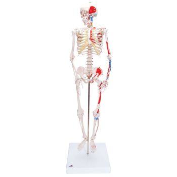 Mini scheletro "Shorty" A18/5 con rappresentazione a colori dei muscoli, su base