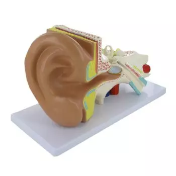Modello anatomico dell'apparato uditivo a scopo educativo Mediprem