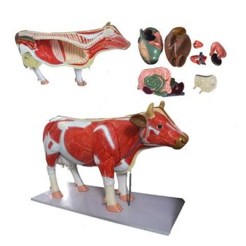 Modello anatomico di bovino