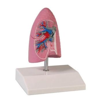 Modello di metà del polmone umano in taglia ridotta Erler Zimmer G252