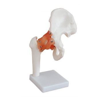 Modello anatomico dell'articolazione dell'anca Mediprem