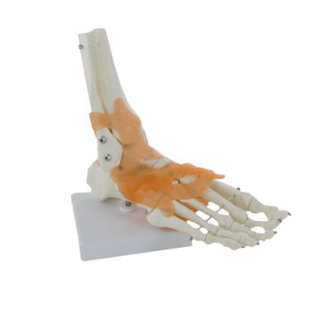 Modello di articolazione del piede Mediprem
