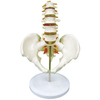 Modello anatomico del bacino con vertebre lombari in 5 pezzi Mediprem
