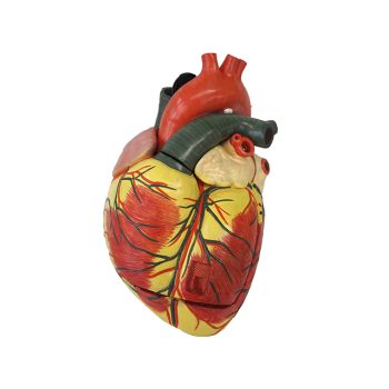 Modello anatomico del cuore ingrandito in 3 parti