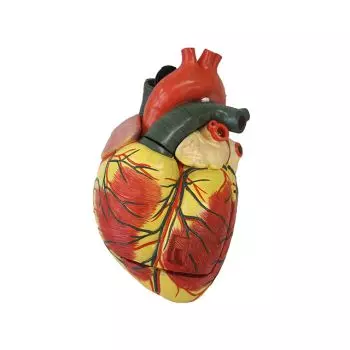 Modello anatomico del cuore ingrandito in 3 parti