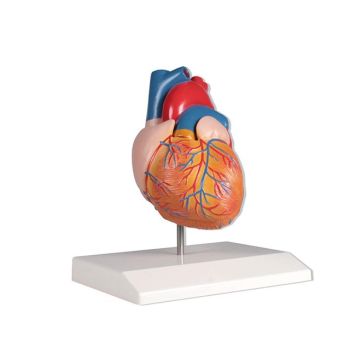 Modello anatomico di cuore in 2 parti Mediprem
