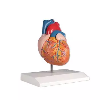 Modello anatomico di cuore in 2 parti Mediprem