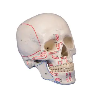 Modello del cranio in 3 parti, con marcaggio muscolare Erler Zimmer 4509