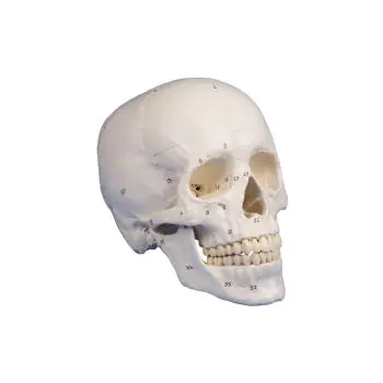 Modello del cranio in 3 parti, numerato, Erler Zimmer 4505
