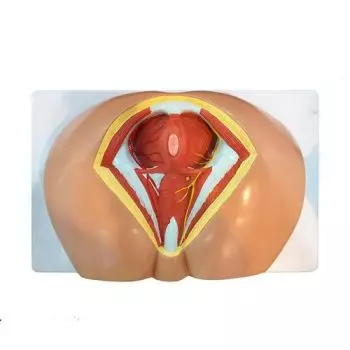 Modello anatomico di perineo femminile