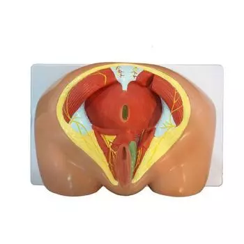 Modello anatomico di perineo maschile 