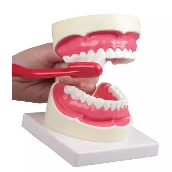 Modello di igiene dentale ingrandito 1,5 volte Erler Zimmer D217