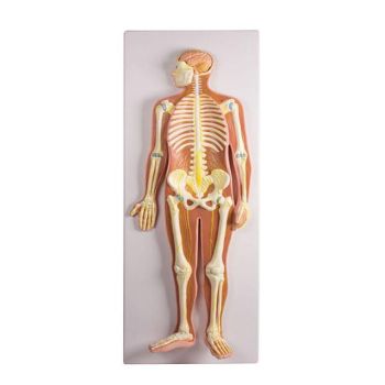 Modello anatomico del sistema nervoso in scala 1:2
