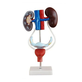 Modello anatomico sistema urogenitale femminile