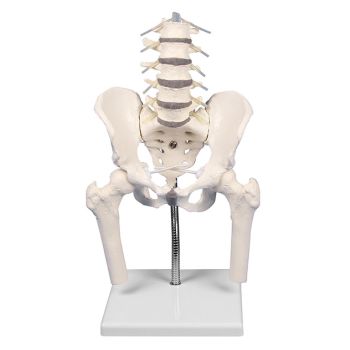 Modello anatomico di colonna vertebrale lombare con bacino e tronchi dei femori su base 4045 Erler Zimmer