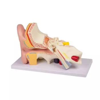 Modello anatomico di orecchio ingrandito 3 volte scomponibile in 4 parti E210 Erler Zimmer