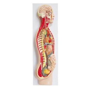 Modello anatomico di sistema nervoso umano