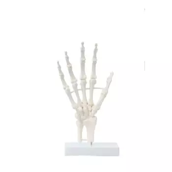 Modello della mano su supporto Erler Zimmer 6040