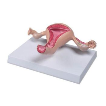 Modello anatomico di utero 