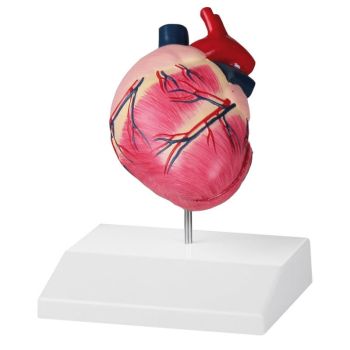 Modello di cuore di cane di medie dimensioni Erler Zimmer VET1250