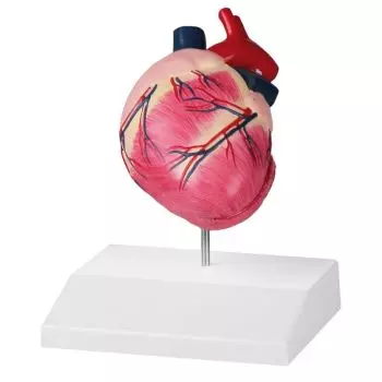 Modello Anatomico del Cuore - Modello Anatomico del Cuore Umano A Grandezza  Naturale - Modello Staccabile del Cuore di Anatomia Scientifica in 2 Parti  - per Aiuti alla Formazione Medica Educativa 