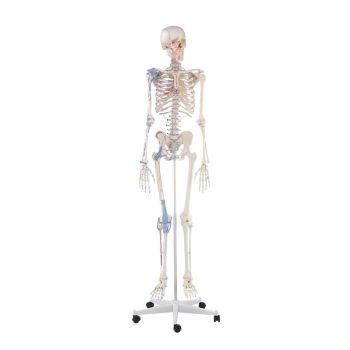 Scheletro umano Bert con marcatura dei legamenti Erler Zimmer 3010