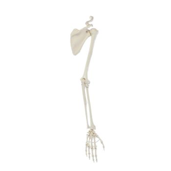 Scheletro del braccio con cintura scapolare Erler Zimmer R6016