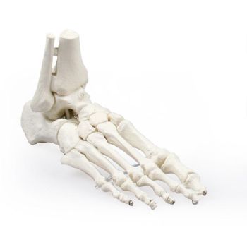 Modello di scheletro del piede con inserzione di tibia e perone Erler Zimmer 6053