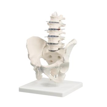 Modello anatomico di colonna vertebrale lombare con bacino su stativo 4040 Erler Zimmer