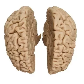 Modello anatomico di cervello scomponibile in 2 parti C710 Erler Zimmer