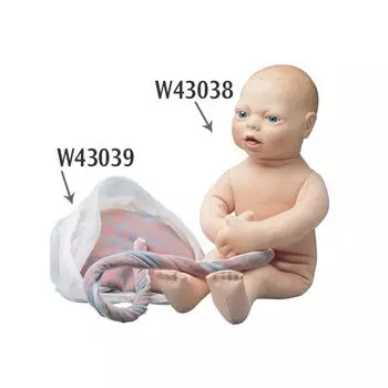 Modello di Placenta e cordone ombelicale W43039