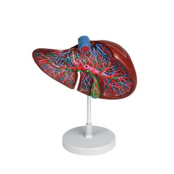 Modello anatomico della sezione di fegato con cistifellea