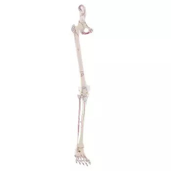 Scheletro della gamba con metà bacino, piede flessibile e indicazioni dei muscoli