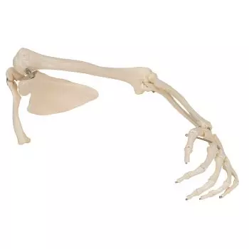 Modello dello scheletro del braccio destro con scapola e clavicola A46R