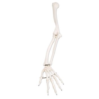 Scheletro del braccio sinistro A45L