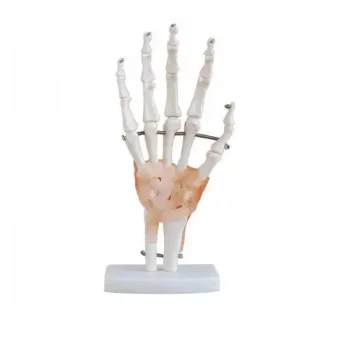 Modello di scheletro della mano con legamenti Mediprem