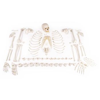 Modello anatomico di scheletro disassemblato completo 3020 Erler Zimmer