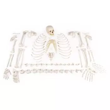 Modello anatomico di scheletro disassemblato completo 3020 Erler Zimmer
