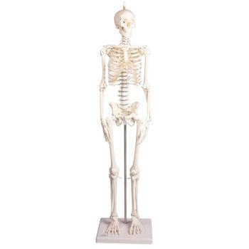 Mini scheletro Paul con colonna vertebrale amovibile Erler Zimmer 3040
