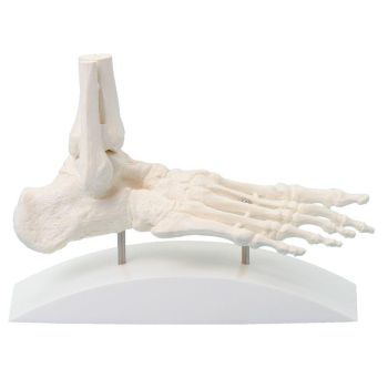 Modello del piede umano su piedistallo Erler Zimmer 6060