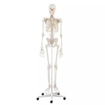 Modello di scheletro umano classico Willi su supporto a 5 ruote Erler Zimmer 3001