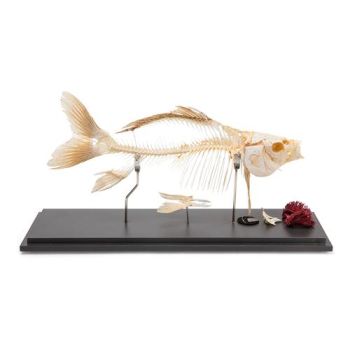 Scheletro di pesce – Carpa (Cyprinus carpio) T30001