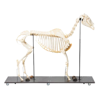 Modello completo di scheletro di cavallo T30014