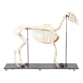 Modello completo di scheletro di cavallo T30014