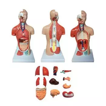 Modello anatomico di torso umano asessuato 26cm/ 15 parti