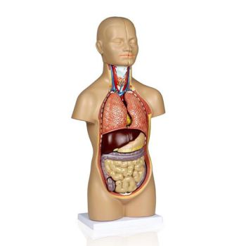 Modello anatomico di torso umano asessuato 42cm/ 12 parti