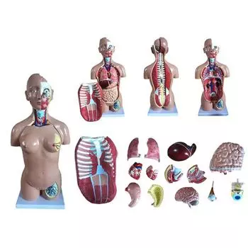 Modello anatomico di torso umano bisessuato 18 pezzi 45 cm