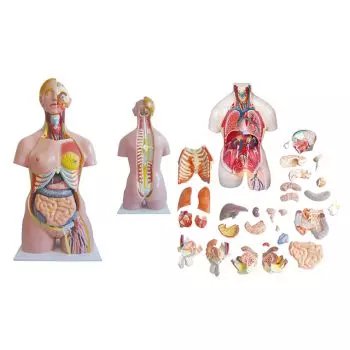 Modello anatomico di torso umano bisessuato 32 pezzi