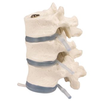 Modello anatomico di vertebre toraciche 4092 Erler Zimmer